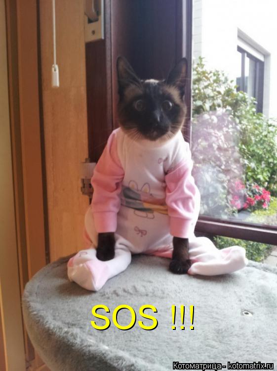 Котоматрица: SOS !!!