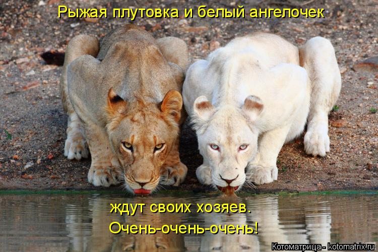 Рыжая плутовка и белый ангелочек ждут своих хозяев. Очень-очень-очень!... Котоматрица: Рыжая плутовка и белый ангелочек ждут своих хозяев. Очень-очень-очень!
