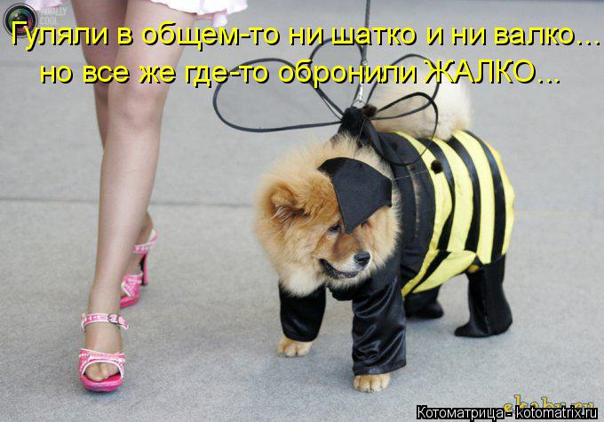 Котоматрица: Гуляли в общем-то ни шатко и ни валко... но все же где-то обронили ЖАЛКО...