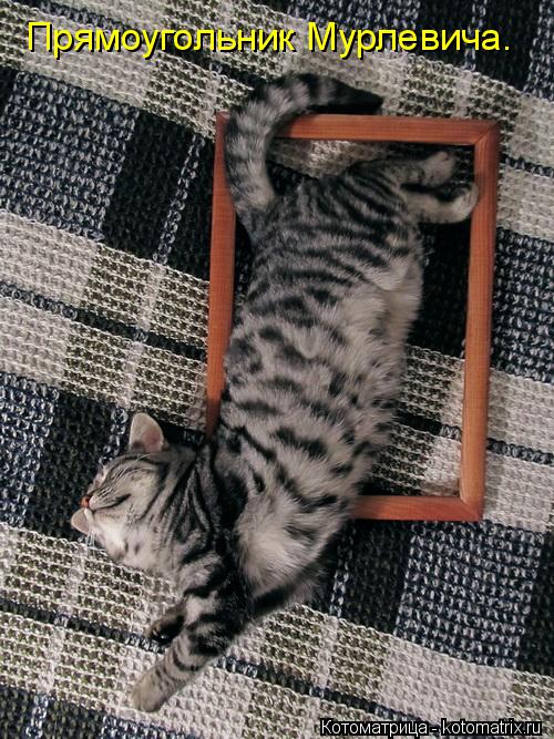 Котоматрица: Прямоугольник Мурлевича.