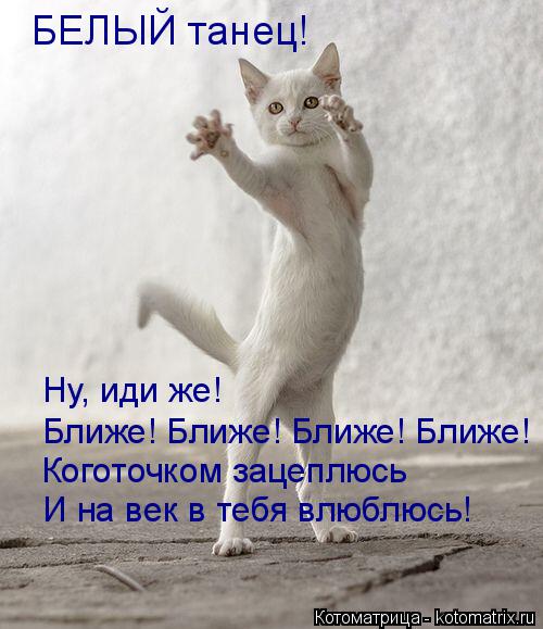 БЕЛЫЙ танец! Ну, иди же! Ближе! Ближе! Ближе! Ближе! Коготочком зацеплюсь И на век в тебя влюблюсь!... Котоматрица: БЕЛЫЙ танец! Ну, иди же! Ближе! Ближе! Ближе! Ближе! Коготочком зацеплюсь И на век в тебя влюблюсь!