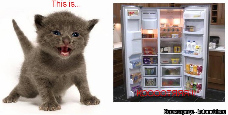 Котоматрица: This is... КООООТЯЯЯ!!!