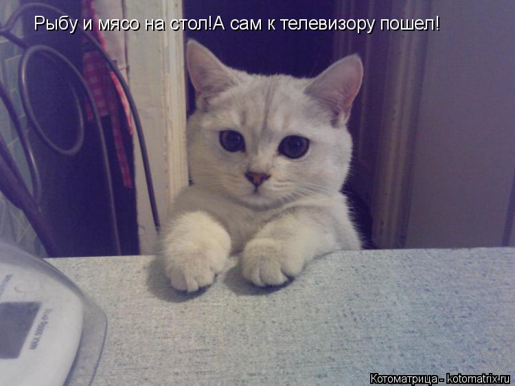 Котоматрица: Рыбу и мясо на стол!А сам к телевизору пошел!