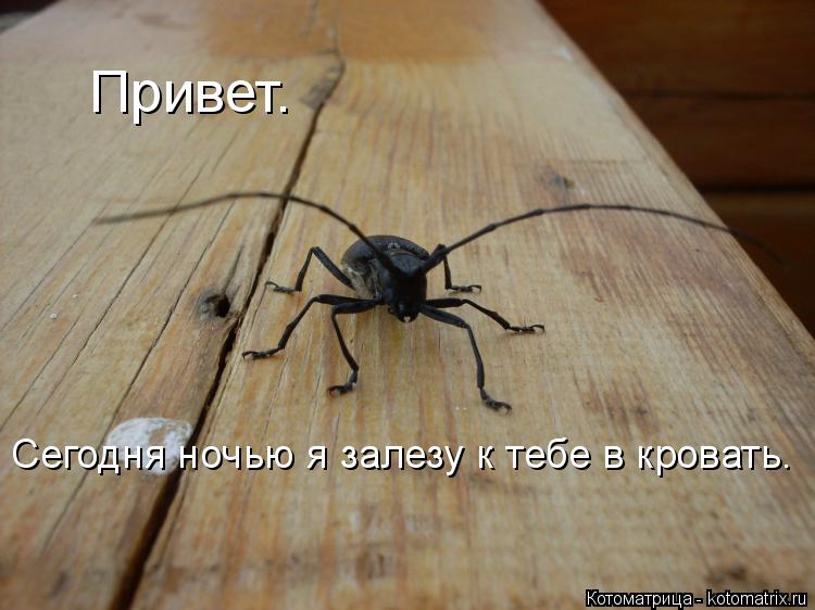 Котоматрица: Привет. Сегодня ночью я залезу к тебе в кровать.