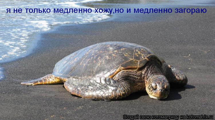 Котоматрица: я не только медленно хожу,но и медленно загораю