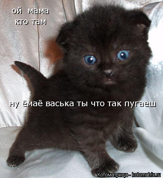 Котоматрица: ой  мама кто там ну ёмаё васька ты что так пугаеш