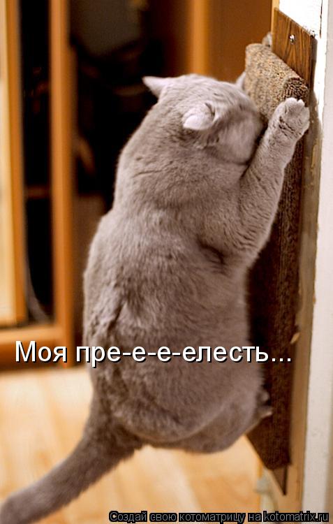 Котоматрица: Моя пре-е-е-елесть...