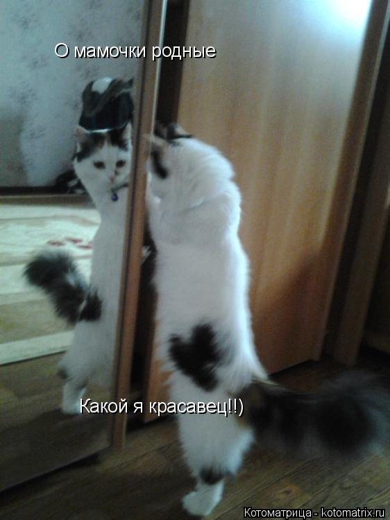 Котоматрица: О мамочки родные Какой я красавец!!)