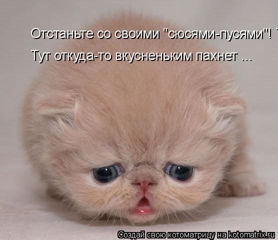 Котоматрица: Отстаньте со своими "сюсями-пусями"! Тут откуда-то вкусненьким пахнет ... Тут откуда-то вкусненьким пахнет ...