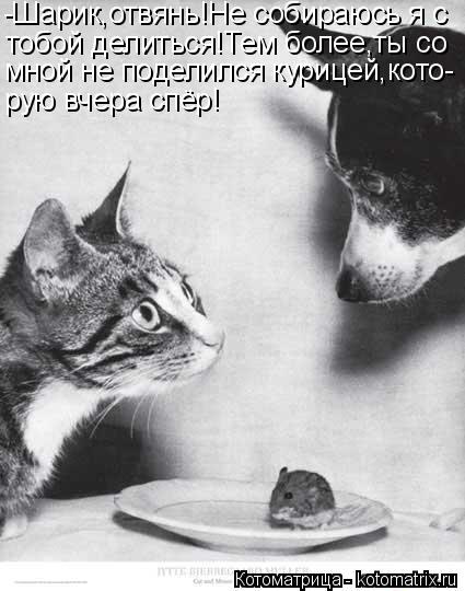 Котоматрица: -Шарик,отвянь!Не собираюсь я с тобой делиться!Тем более,ты со мной не поделился курицей,кото- рую вчера спёр!