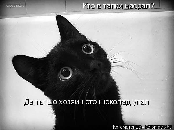 Котоматрица: Кто в тапки насрал? Да ты шо хозяин это шоколад упал
