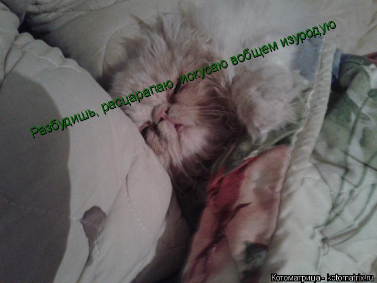 Разбудишь, расцарапаю, искусаю вобщем изуродую Разбудишь, расцарапаю, искусаю вобщем изуродую Разбуди... Котоматрица: Разбудишь, расцарапаю, искусаю вобщем изуродую Разбудишь, расцарапаю, искусаю вобщем изуродую Разбудишь, расцарапаю, искусаю вобщем изуро