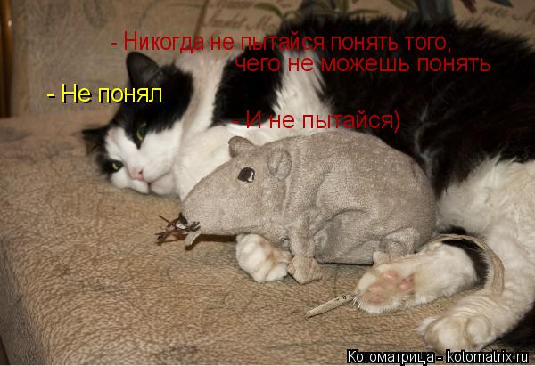Котоматрица: - Никогда не пытайся понять того,  чего не можешь понять - Не понял - И не пытайся)