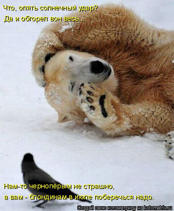 Котоматрица: Что, опять солнечный удар? Да и обгорел вон весь.... Нам-то чернопёрым не страшно,  а вам - блондинам в июле поберечься надо.