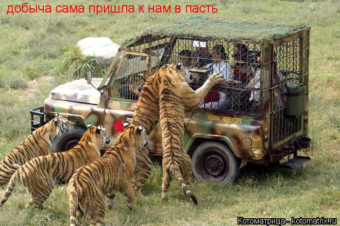 Котоматрица: добыча сама пришла к нам в пасть