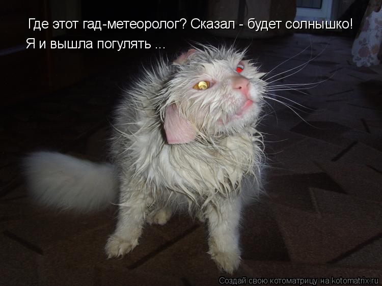 Где этот гад-метеоролог? Сказал - будет солнышко! Я и вышла погулять ...... Котоматрица: Где этот гад-метеоролог? Сказал - будет солнышко! Я и вышла погулять ...
