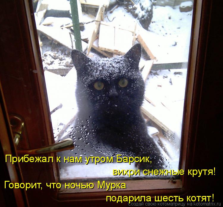 подарила шесть котят! Прибежал к нам утром Барсик, вихри снежные крутя! Говорит, что ночью Мурка... Котоматрица: подарила шесть котят! Прибежал к нам утром Барсик, вихри снежные крутя! Говорит, что ночью Мурка