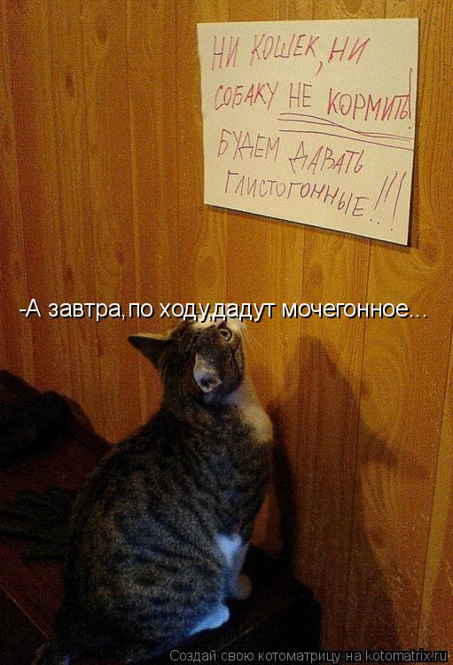 Котоматрица: -А завтра,по ходу,дадут мочегонное...