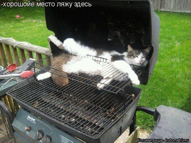 Котоматрица: -хорошойе место ляжу здесь