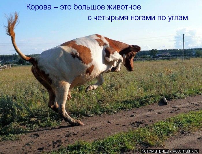 Котоматрица: Корова – это большое животное  с четырьмя ногами по углам.