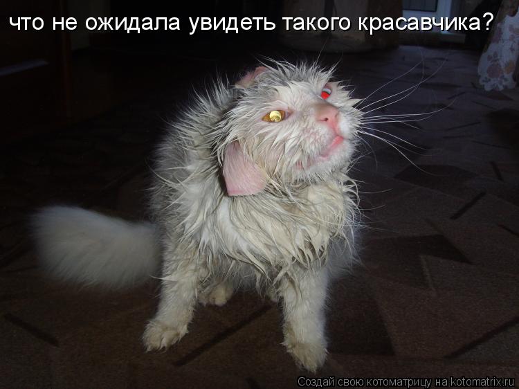 Котоматрица: что не ожидала увидеть такого красавчика?