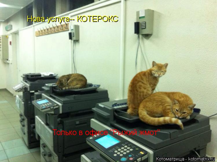 Котоматрица: Нова услуга-- КОТЕРОКС Только в офисе "Рыжий жмот"