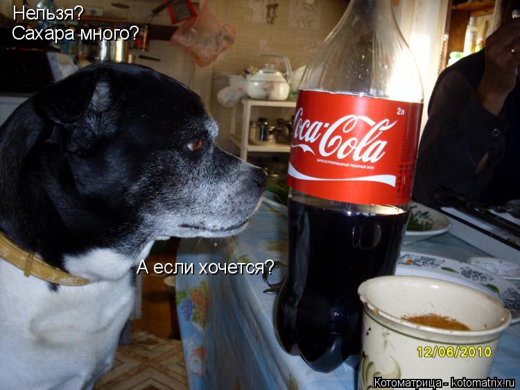 Котоматрица: Нельзя? Cахара много? А если хочется?