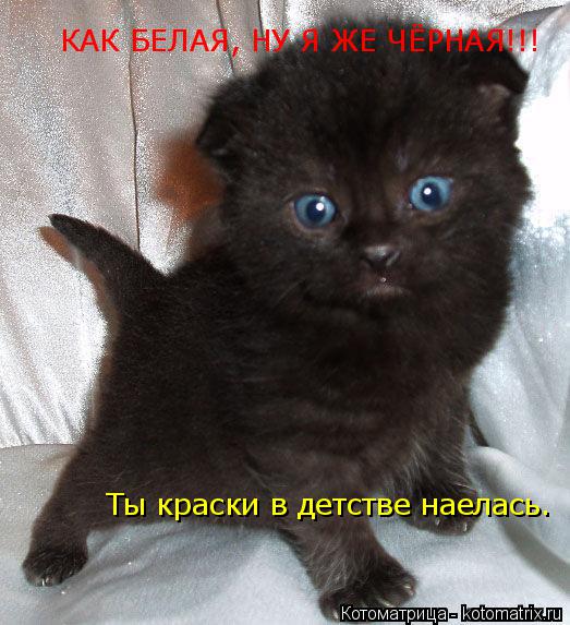 Котоматрица: КАК БЕЛАЯ, НУ Я ЖЕ ЧЁРНАЯ!!! Ты краски в детстве наелась.