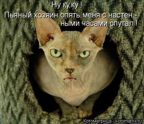 Ну ку,ку ! Пьяный хозяин опять меня с настен - ными часами спутал !... Котоматрица: Ну ку,ку ! Пьяный хозяин опять меня с настен - ными часами спутал !