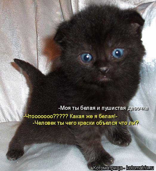 -Моя ты белая и пушистая девочка -Чтооооооо????? Какая же я белая!- -Человек ты чего краски объелся ч... Котоматрица: -Моя ты белая и пушистая девочка -Чтооооооо????? Какая же я белая!- -Человек ты чего краски объелся что ли?