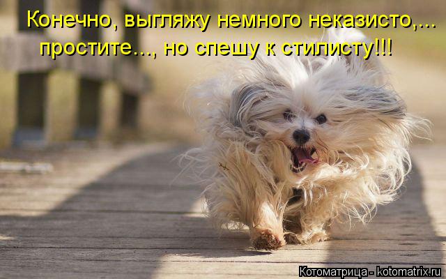 Котоматрица: Конечно, выгляжу немного неказисто,... простите..., но спешу к стилисту!!!