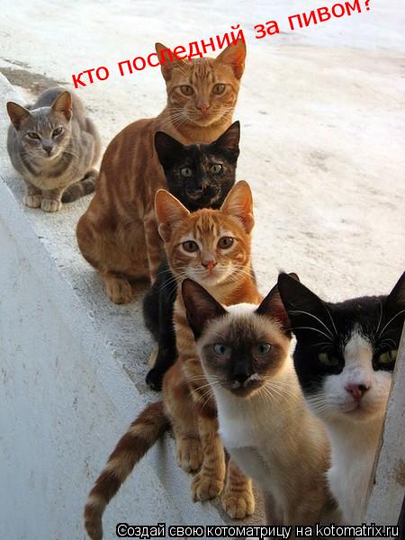 Котоматрица: кто последний за пивом?