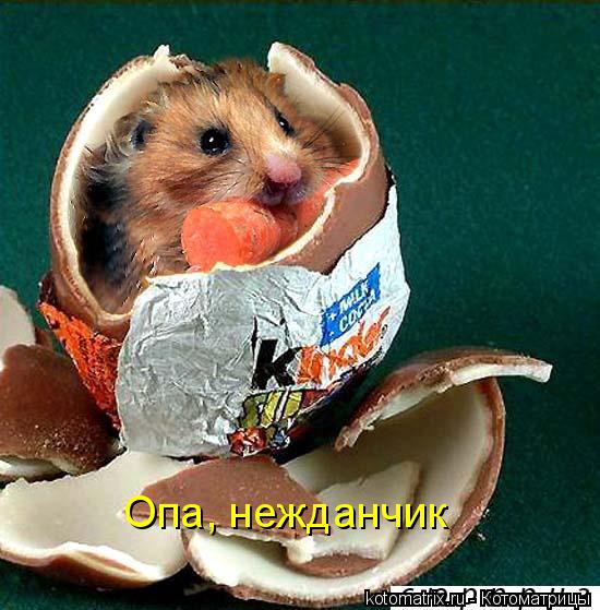 Котоматрица: Опа, нежданчик