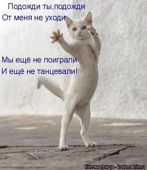 Подожди ты,подожди От меня не уходи Мы ещё не поиграли И ещё не танцевали!... Котоматрица: Подожди ты,подожди От меня не уходи Мы ещё не поиграли И ещё не танцевали!