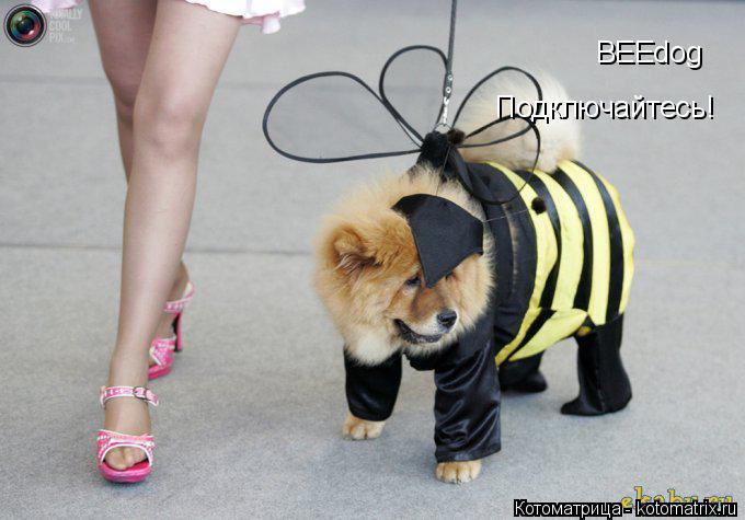 BEEdog Подключайтесь!... Котоматрица: BEEdog Подключайтесь!