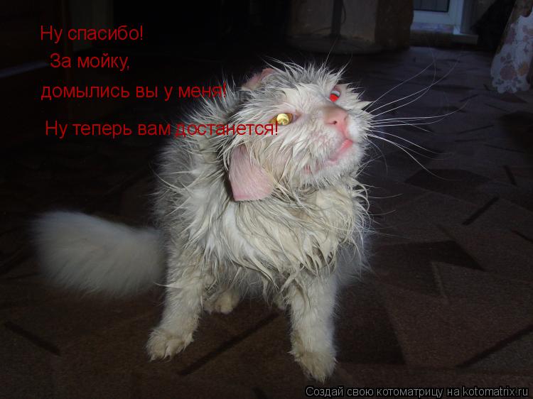 Котоматрица: Ну спасибо! За мойку, домылись вы у меня!  Ну теперь вам достанется!
