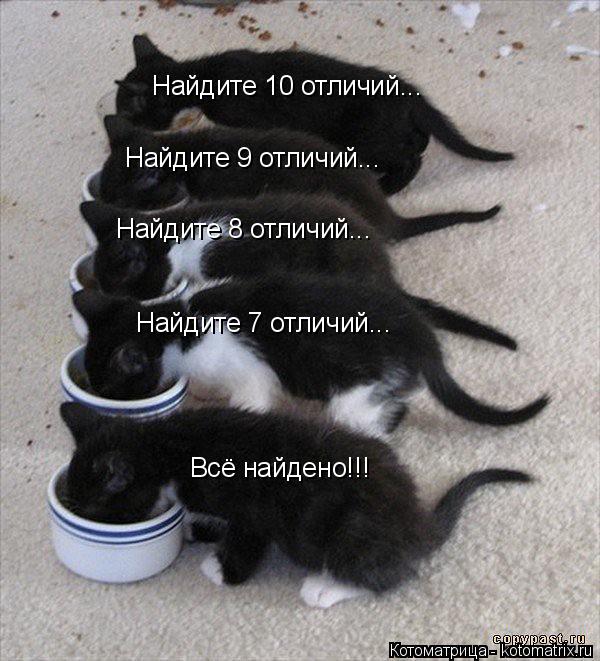 Найдите 10 отличий... Найдите 9 отличий... Найдите 8 отличий... Найдите 7 отличий... Всё найдено!!!... Котоматрица: Найдите 10 отличий... Найдите 9 отличий... Найдите 8 отличий... Найдите 7 отличий... Всё найдено!!!