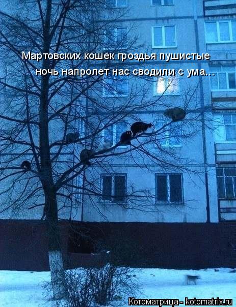 Котоматрица: Мартовских кошек гроздья пушистые  ночь напролет нас сводили с ума...