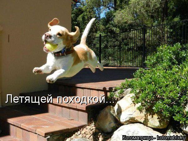 Котоматрица: Летящей походкой...