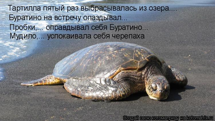 Котоматрица: Тартилла пятый раз выбрасывалась из озера.... Буратино на встречу опаздывал... Пробки,... оправдывал себя Буратино... Мудило,... успокаивала себ