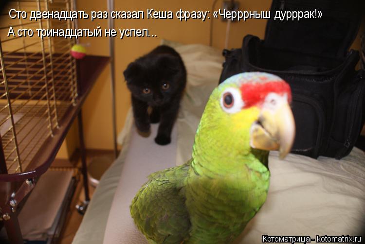 Котоматрица: Сто двенадцать раз сказал Кеша фразу: «Черррныш дурррак!» А сто тринадцатый не успел...