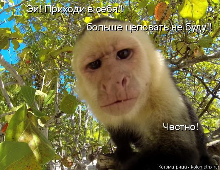 Котоматрица: Эй! Приходи в себя!!  больше целовать не буду!! Честно!