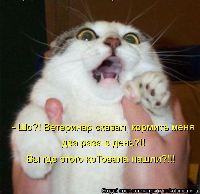 Котоматрица: - Шо?! Ветеринар сказал, кормить меня  два раза в день?!! Вы где этого коТовала нашли?!!!