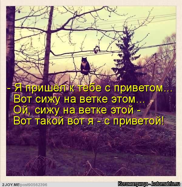 Котоматрица: - Я пришёл к тебе с приветом... Вот сижу на ветке этом... Ой, сижу на ветке этой -  Вот такой вот я - с приветой!