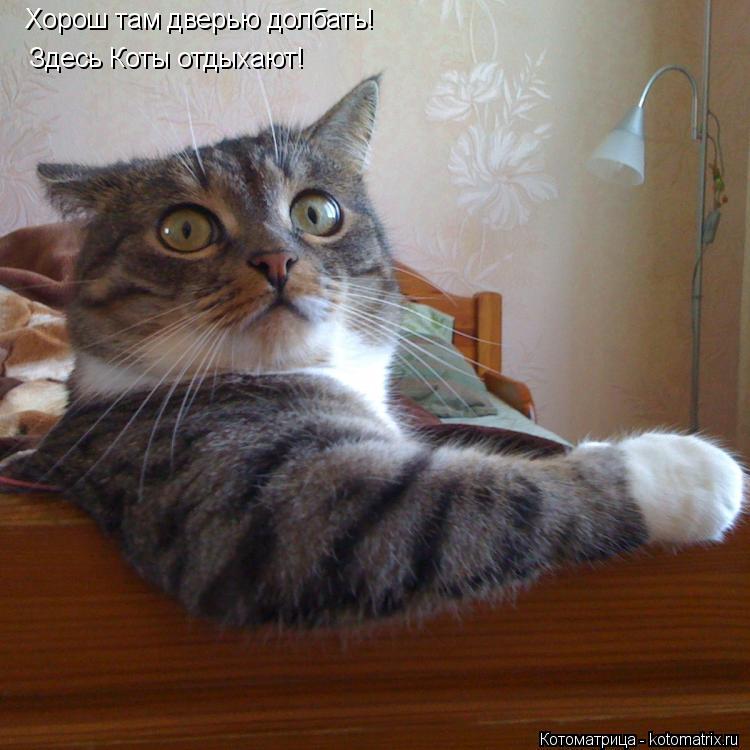 Котоматрица: Хорош там дверью долбать! Здесь Коты отдыхают!