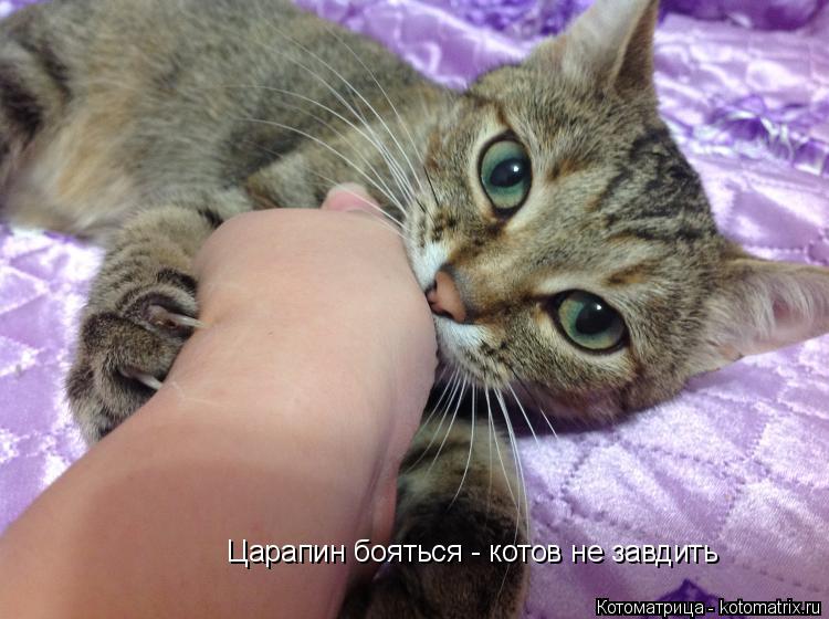 Котоматрица: Царапин бояться - котов не завдить