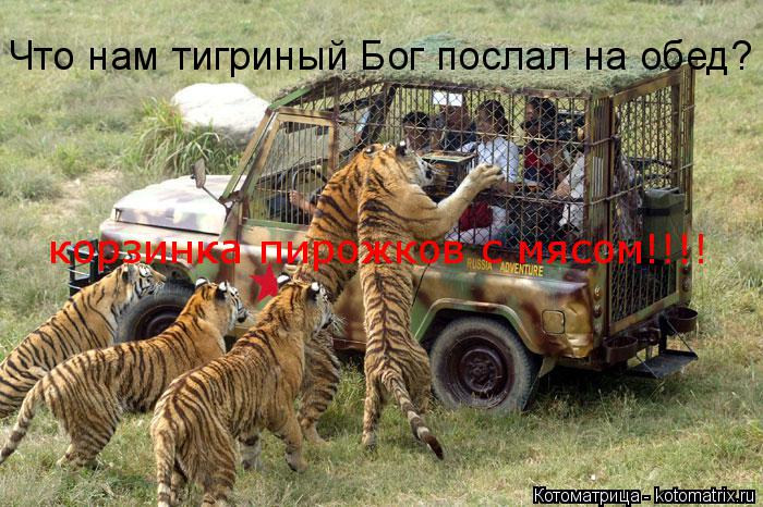 Что нам тигриный Бог послал на обед? корзинка пирожков с мясом!!!!... Котоматрица: Что нам тигриный Бог послал на обед? корзинка пирожков с мясом!!!!