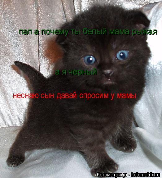 Котоматрица: пап а почему ты белый мама рыжая а я чёрный пап а почему ты белый мама рыжая  а я черный неснаю сын давай спросим у мамы