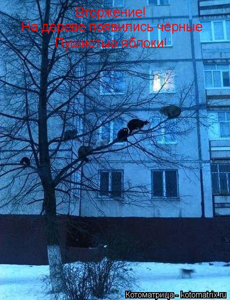 Вторжение! На дереве появились чёрные Пушистые яблоки!... Котоматрица: Вторжение! На дереве появились чёрные Пушистые яблоки!
