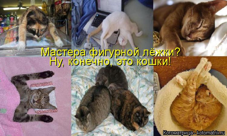 Котоматрица: Мастера фигурной лёжки? Ну, конечно, это кошки!